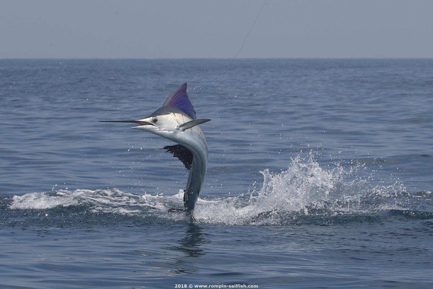 jumping-sailfish-002