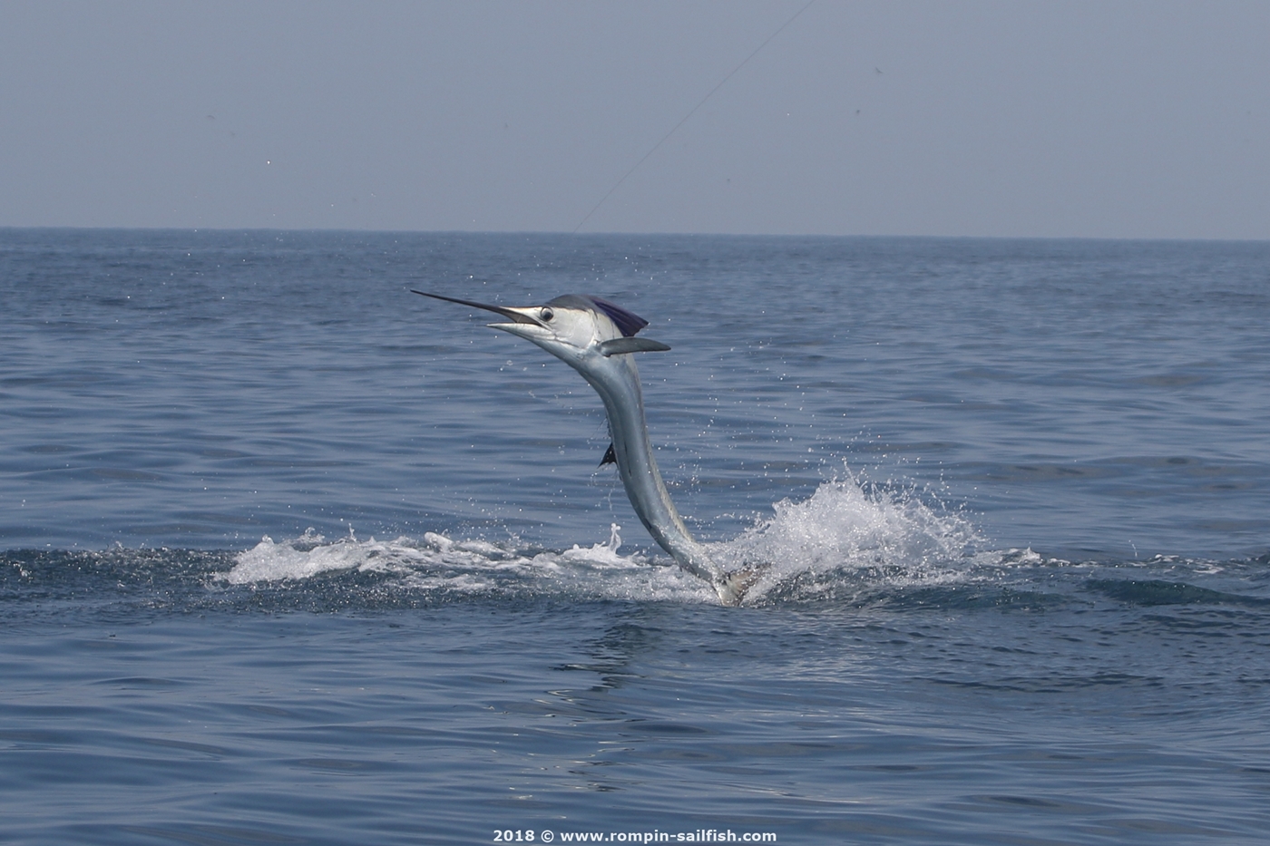 jumping-sailfish-004