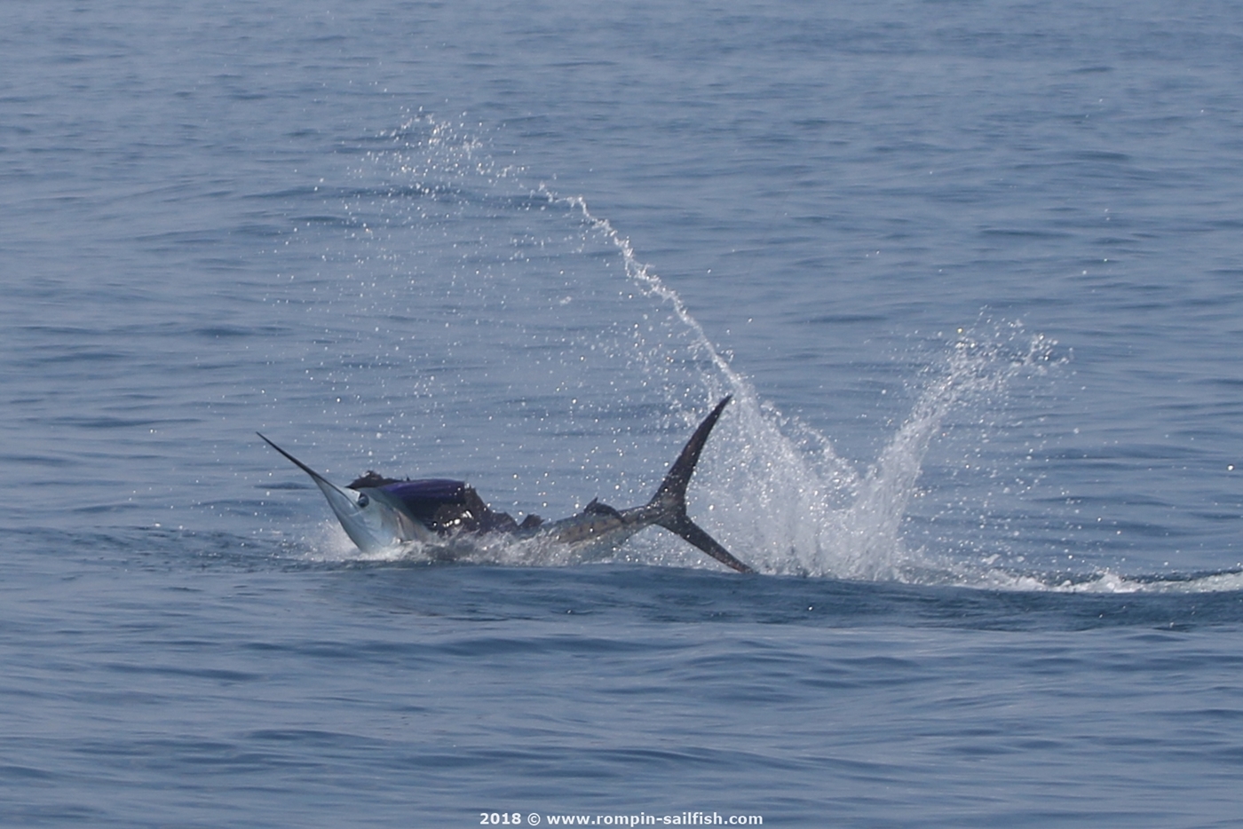 jumping-sailfish-008