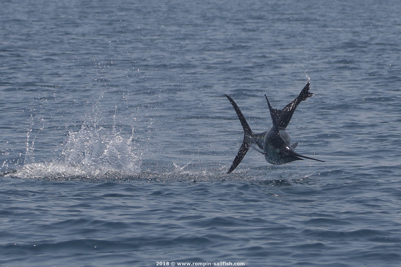 jumping-sailfish-011