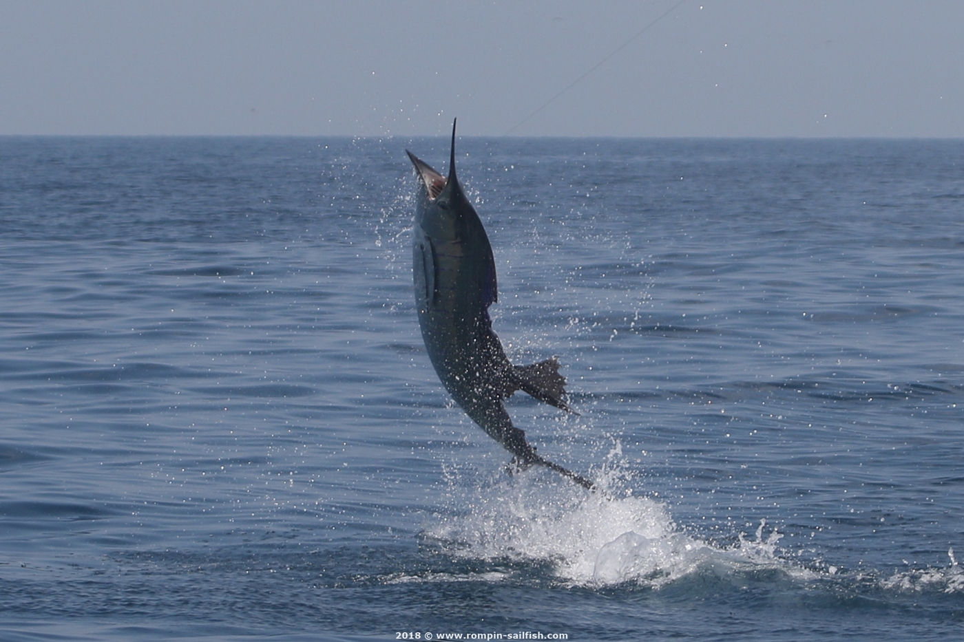jumping-sailfish-012