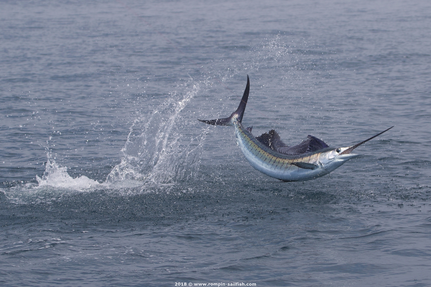 jumping-sailfish-019