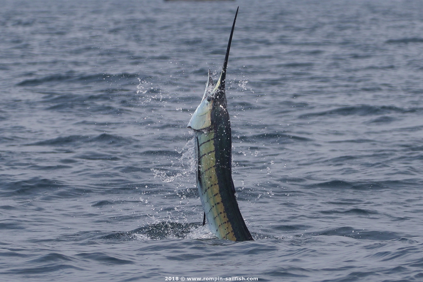 jumping-sailfish-022