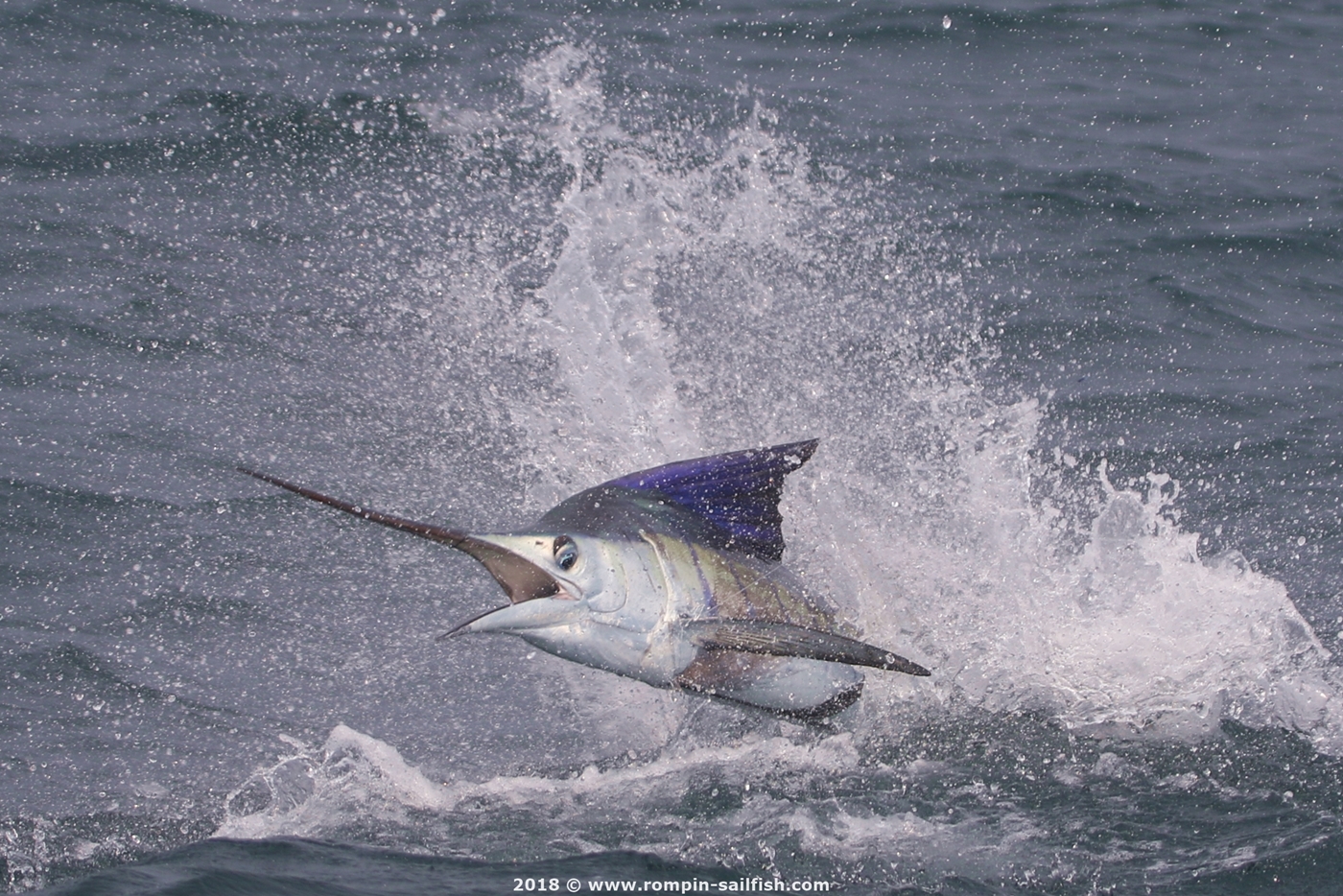 jumping-sailfish-027