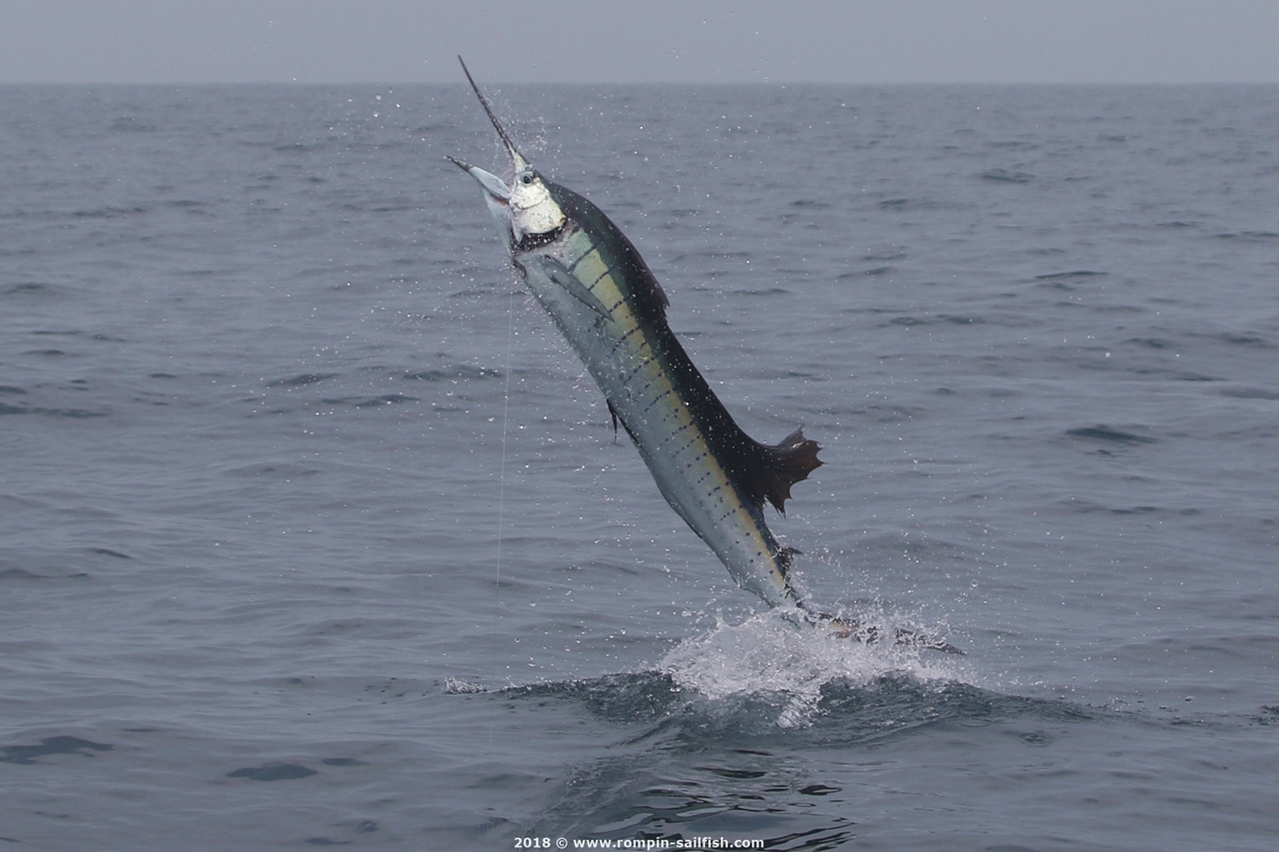 jumping-sailfish-029