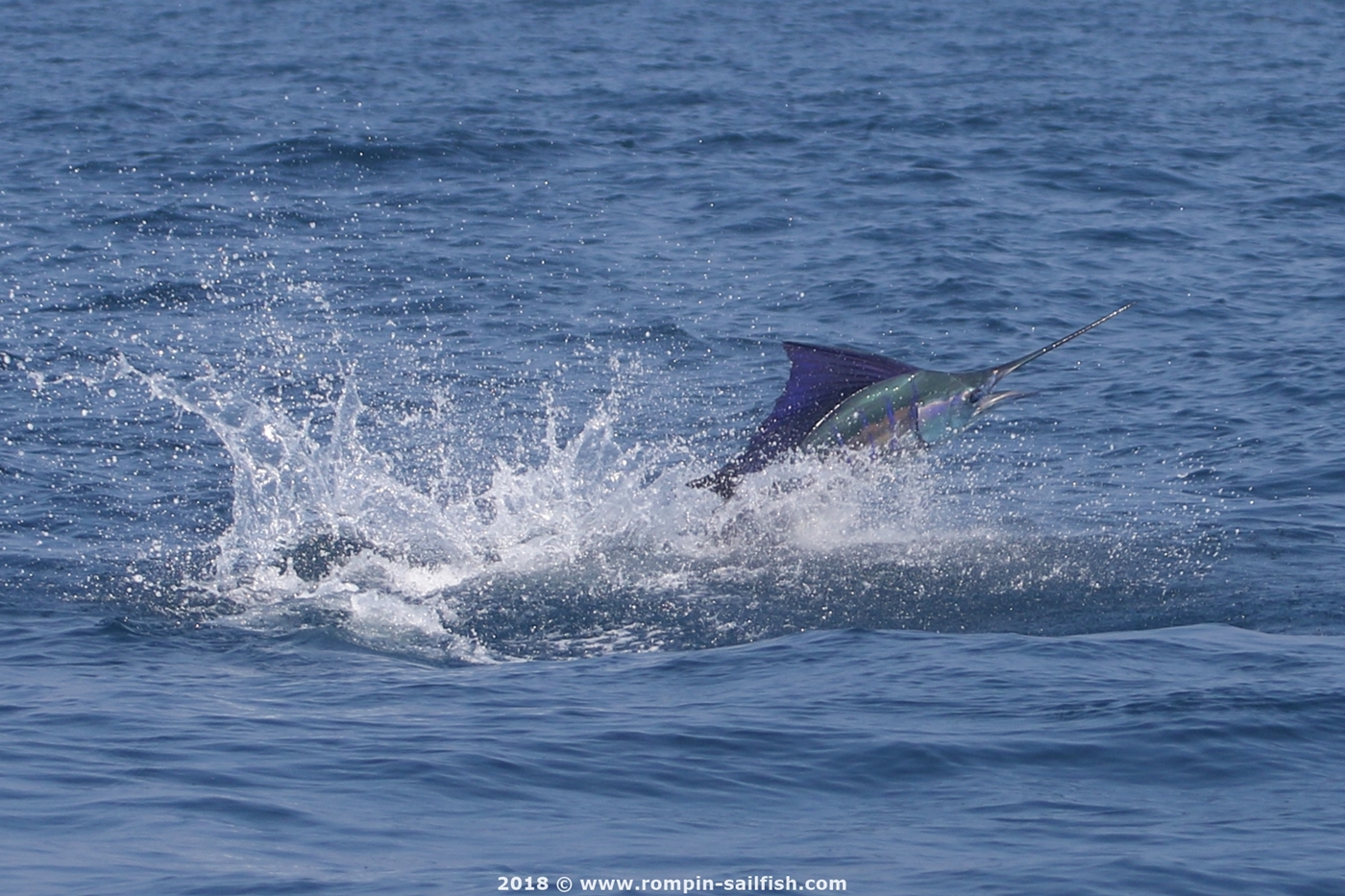 jumping-sailfish-036