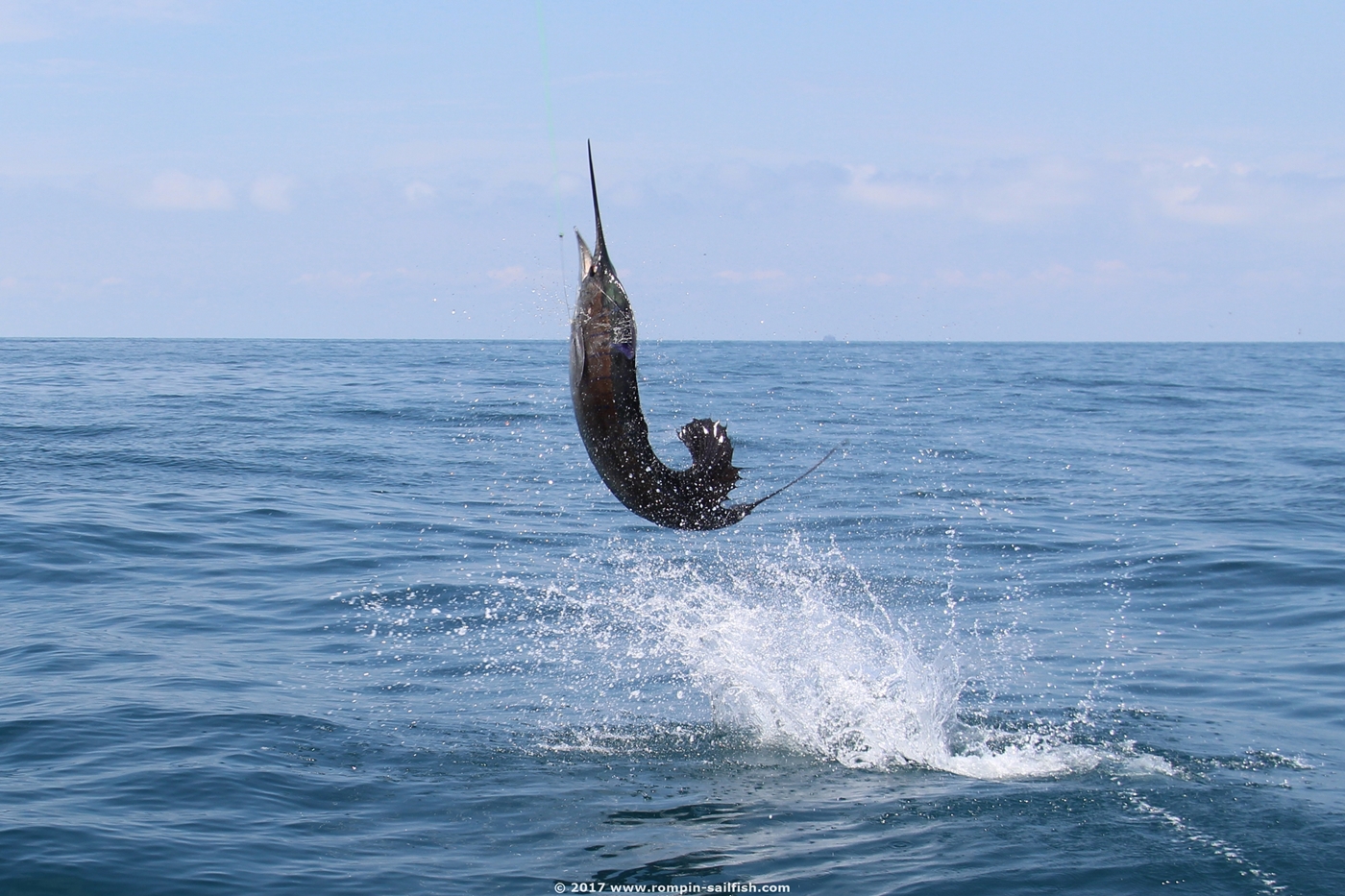 jumping-sailfish-050