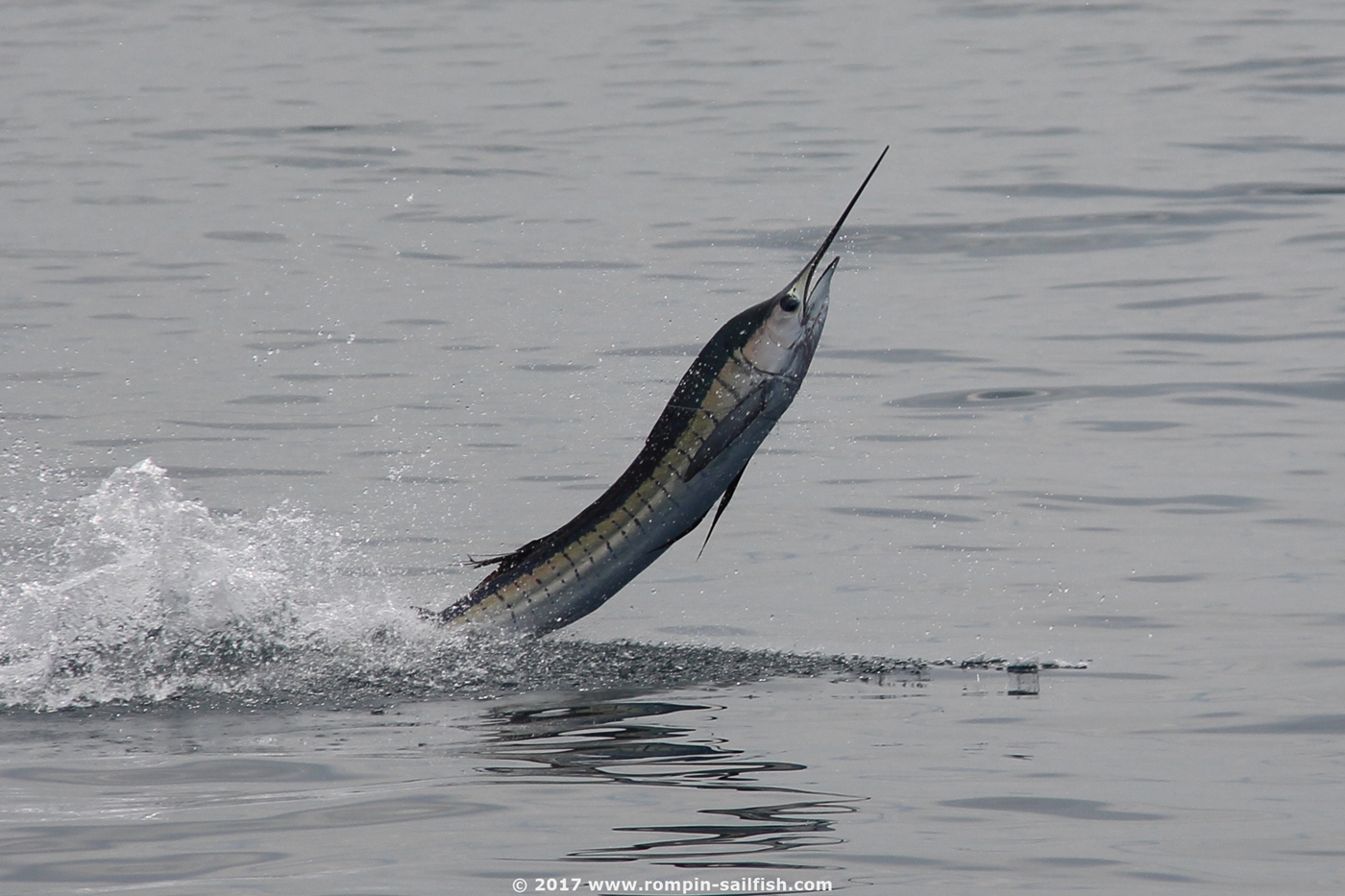 jumping-sailfish-051