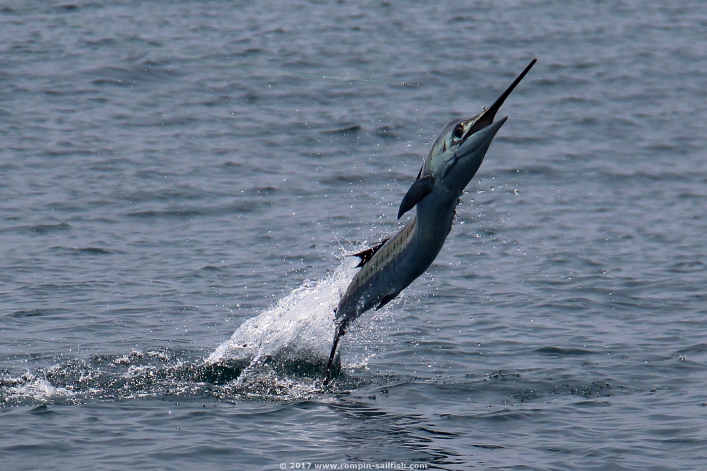 jumping-sailfish-064