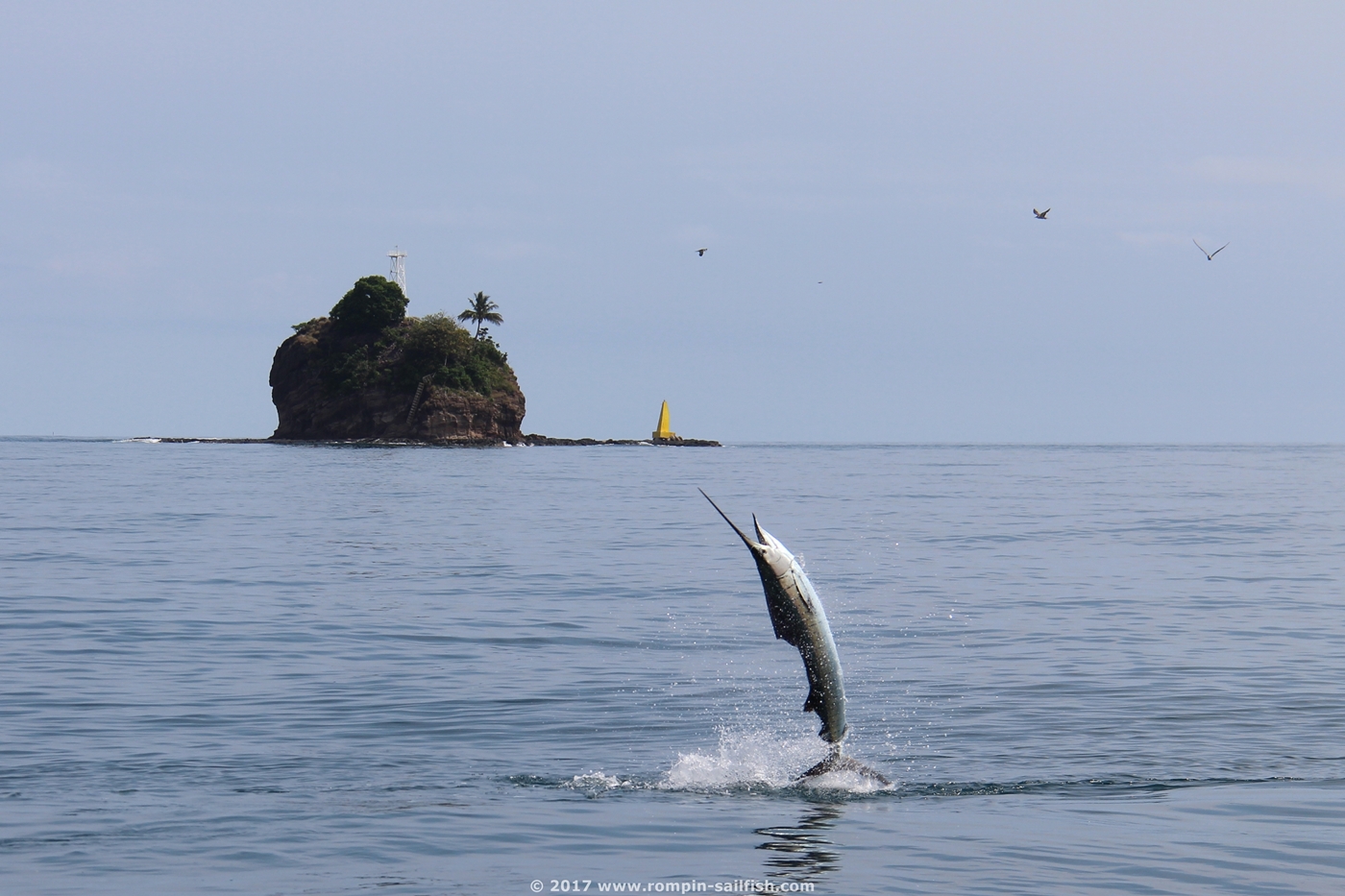 jumping-sailfish-065