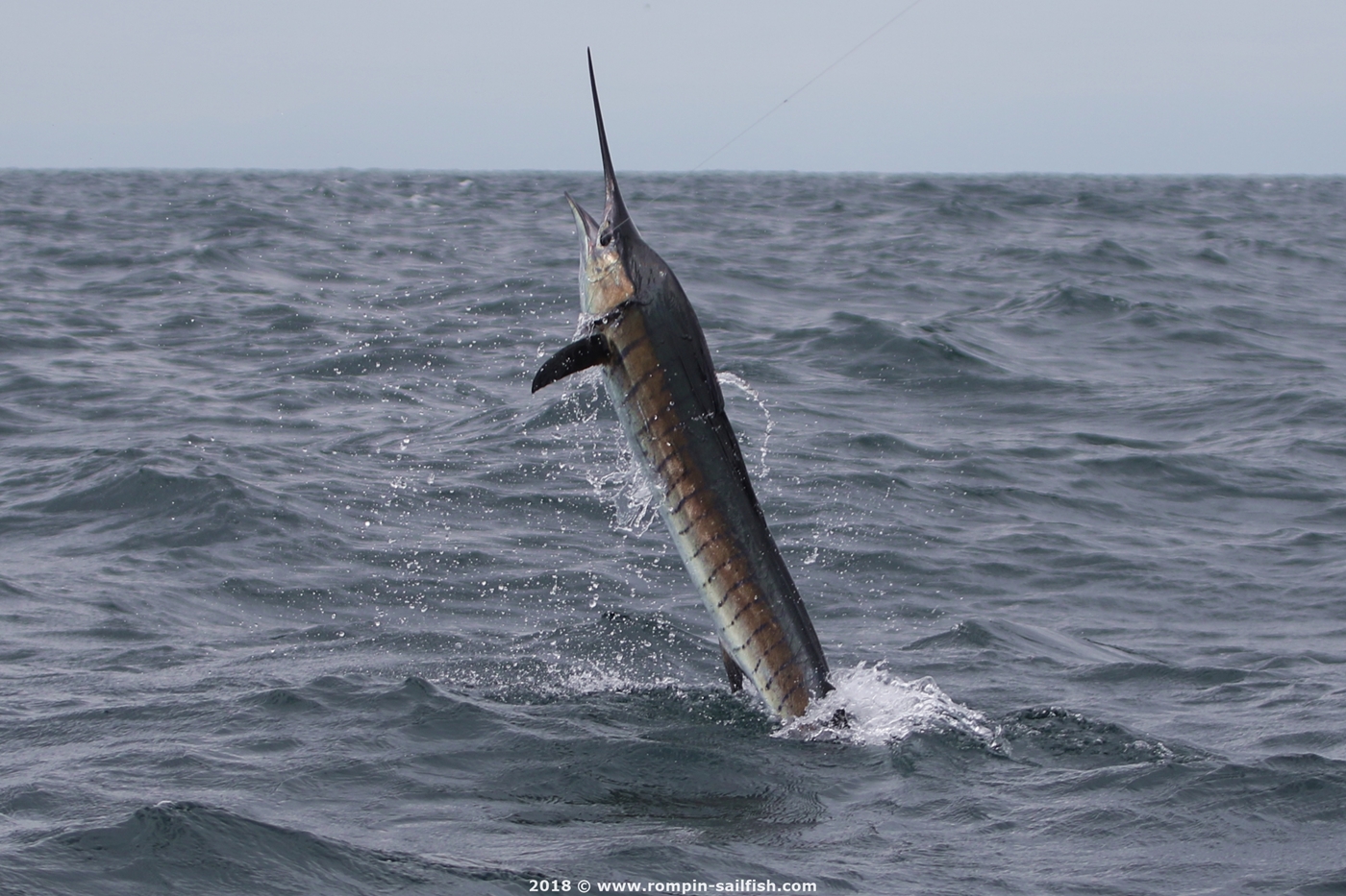 jumping-sailfish-067