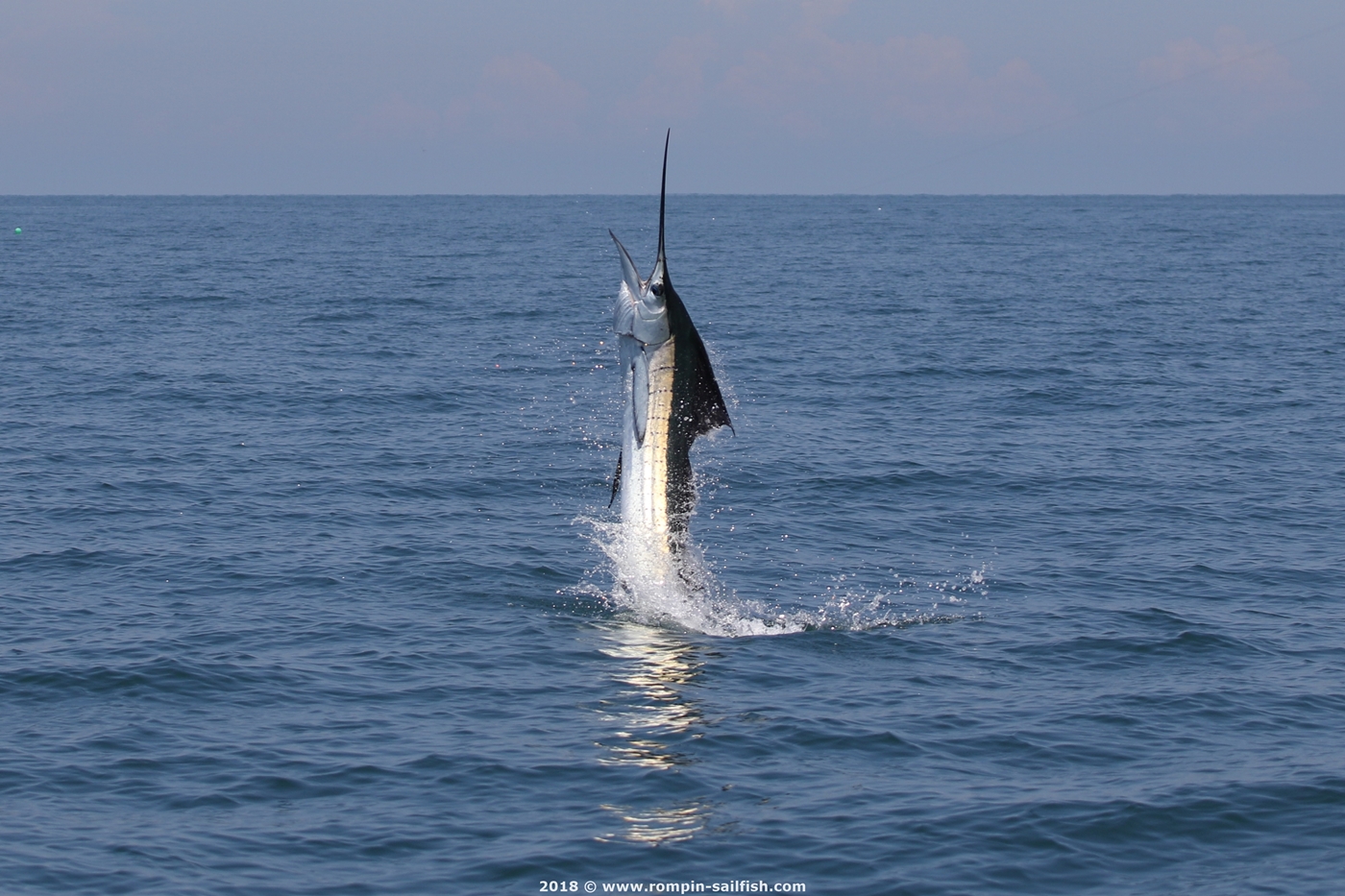 jumping-sailfish-073