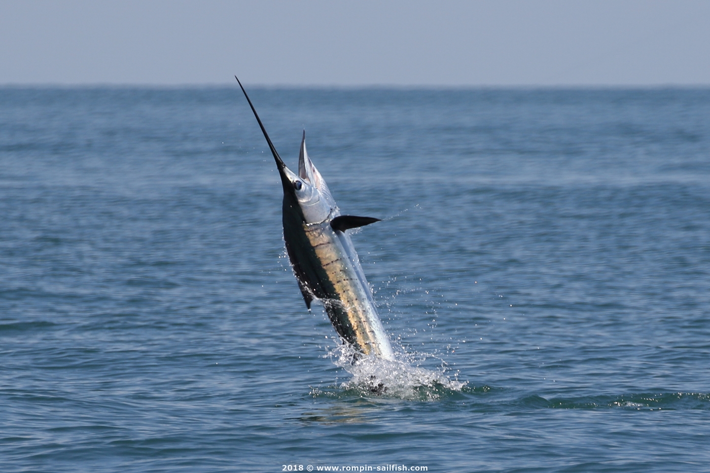 jumping-sailfish-074