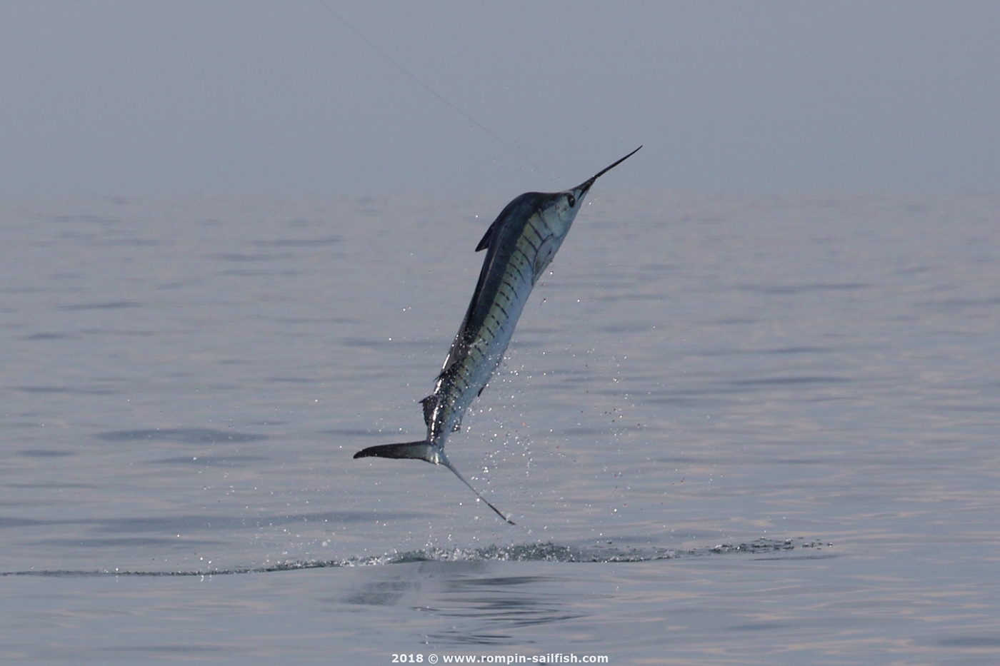 jumping-sailfish-075